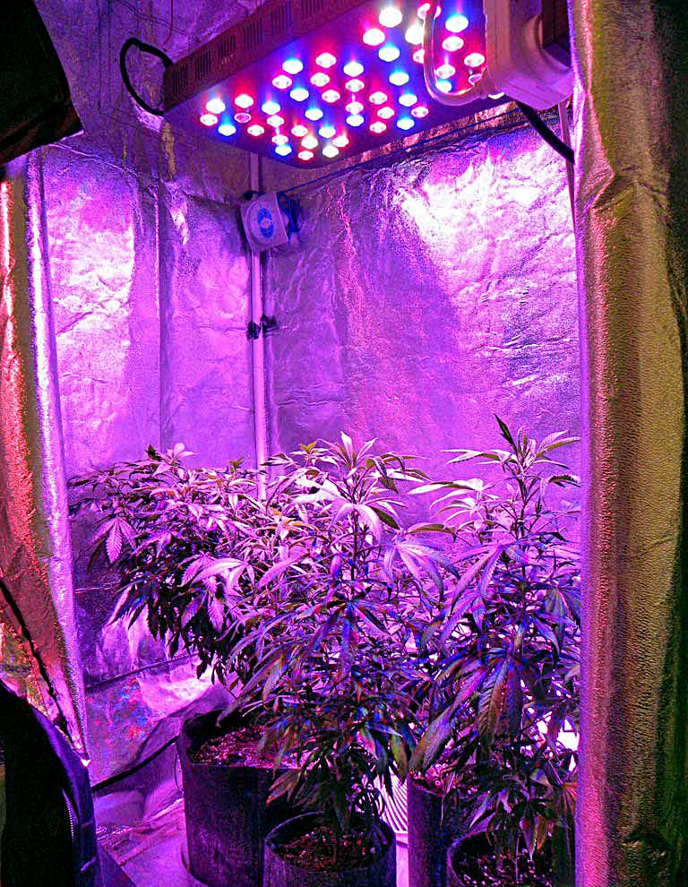 The Best Grow With In 2023 | Grown Indoors.org