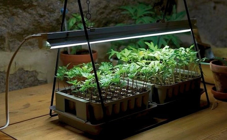 Image result for Growing plants indoors